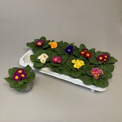 Примула Акаулис микс - Primula Ac. mixed