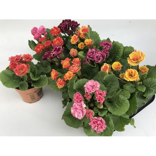 Примула Акаулис белиссимо микс - Primula belissimo mix