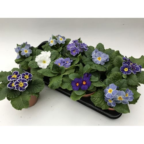 Примула Акаулис голубой микс - Primula blue mix