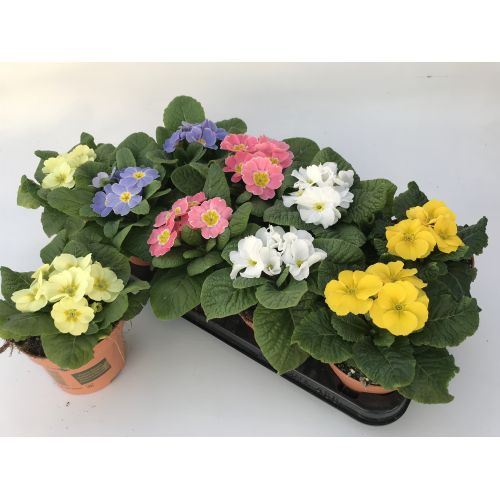 Примула Акаулис микс - Primula Ac. mixed