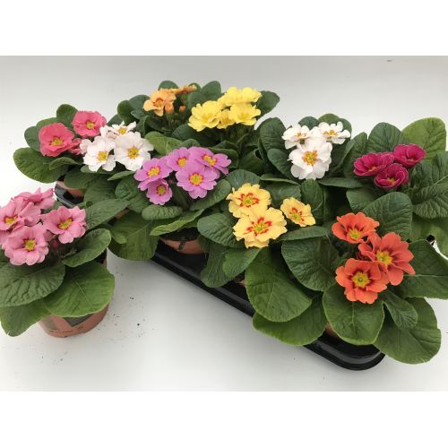 Примула Акаулис микс - Primula Ac. mixed