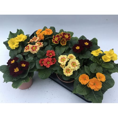 Примула Акаулис микс - Primula Ac. mixed