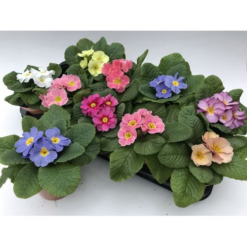 Примула Акаулис микс - Primula Ac. mixed
