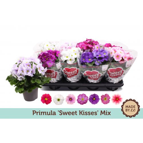 Примула Обконика Тач Ми микс - Primula obc. Touch Me mixed 