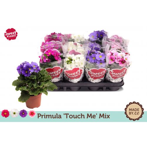 Примула Обконика Тач Ми микс - Primula obc. Touch Me mixed 