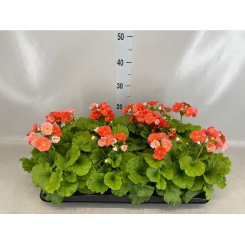 Примула Обконика Тач Ми оранжевая - Primula obc. Twilly Series Touch Me F1 Dark Or