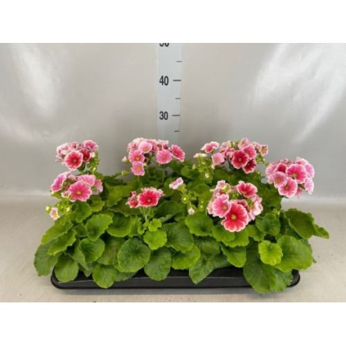 Примула Обконика Тач Ми розовая биколор - Primula obc. Twilly Series Touch Me F1 Red Whi