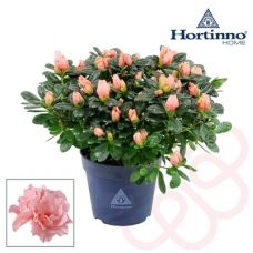 Азалия светло-розовая - Rhododendron Sim. Bush