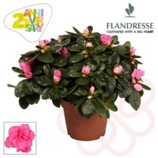 Азалия розовая - Rhododendron Sim. Bush