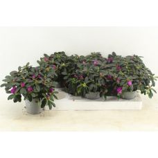 Азалия лиловая/фиолетовая - Rhododendron Sim. Bush