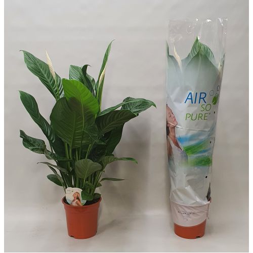 Спатифиллум Свит Изабелла - Spathiphyllum 'Sweet Isabella'