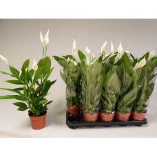 Спатифиллум Алана - Spathiphyllum Alana 