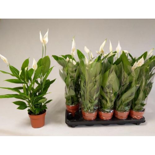 Спатифиллум Алана - Spathiphyllum Alana 
