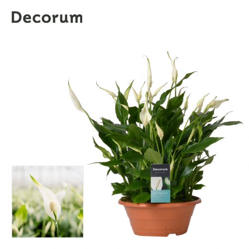 Спатифиллум Беллини - Spathiphyllum Bellini