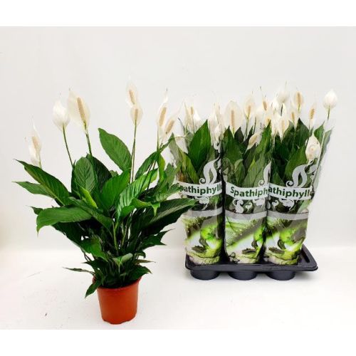 Спатифиллум Бинго - Spathiphyllum Bingo