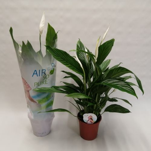 Спатифиллум Бинго - Spathiphyllum Bingo