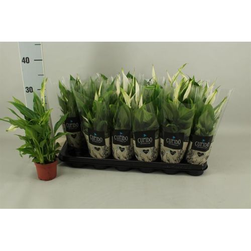 Спатифиллум Перл Купидо - Spathiphyllum Pearl Cupido 
