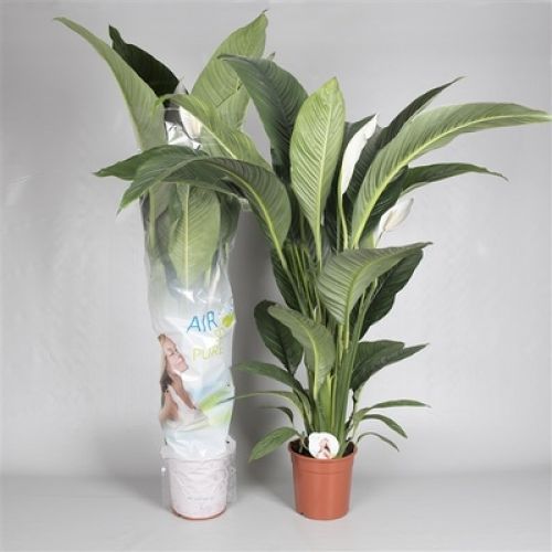Спатифиллум Сенсейшн - Spathiphyllum Sensation