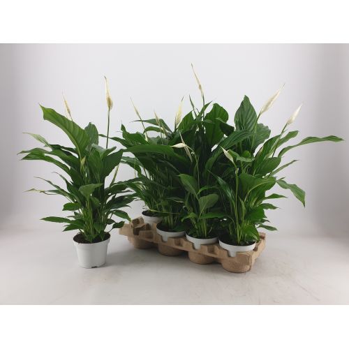 Спатифиллум Штраус - Spathiphyllum Strauss