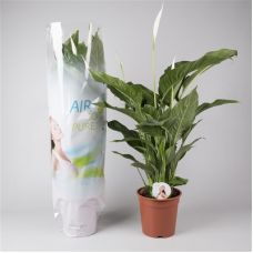 Спатифиллум Свит Лауретта - Spathiphyllum Sweet Lauretta