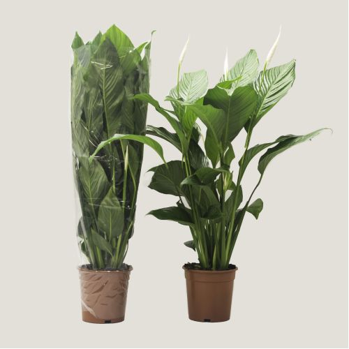 Спатифиллум Свит Лауретта Бланко - Spathiphyllum Sweet Lauretta Blanco 