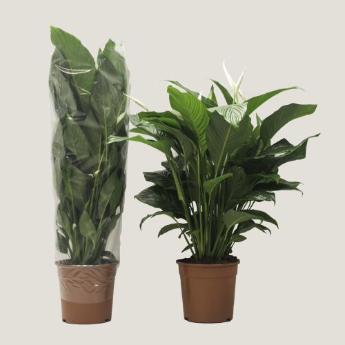 Спатифиллум Свит Лауретта Бланко - Spathiphyllum Sweet Lauretta Blanco 