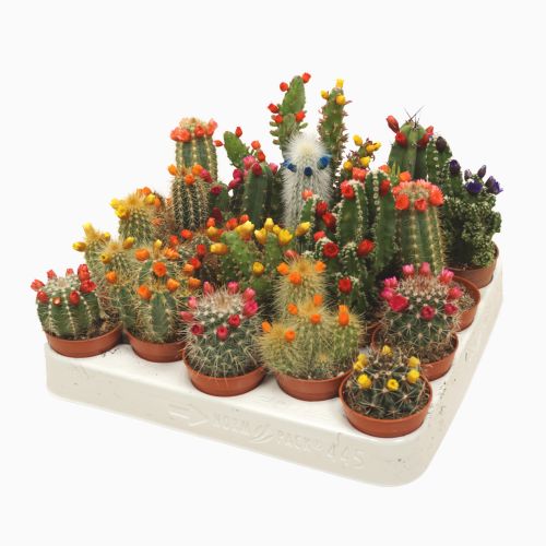 Кактус с сухоцветами -  Cactus decorated With small straw flower 