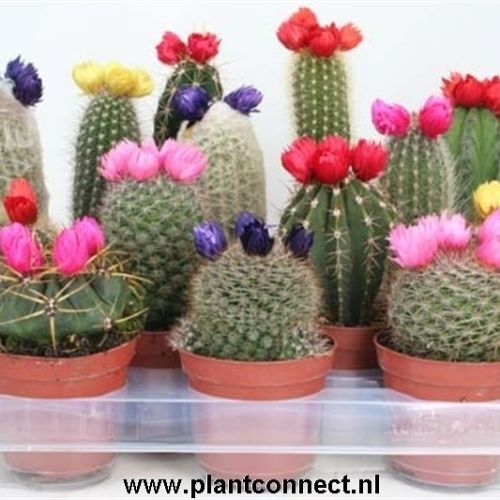 Кактус с сухоцветами -  Cactus decorated With small straw flower 