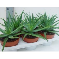 Алоэ древовидное -  Aloe arborescens