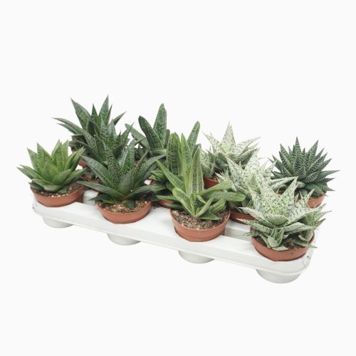 Алоэ/Хавортия микс - Aloe / Haworthia mix
