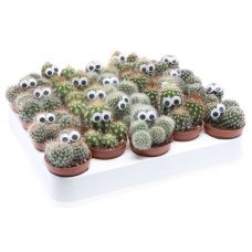 Кактус с глазками - Cactus decorated With Eye