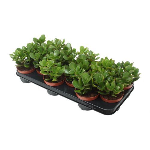 Крассула овата - Crassula ovata