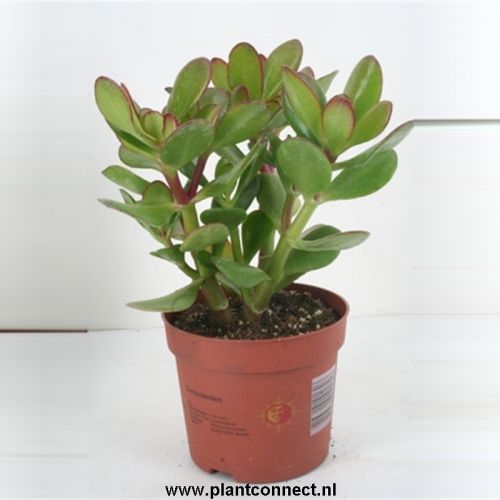 Крассула овата - Crassula ovata