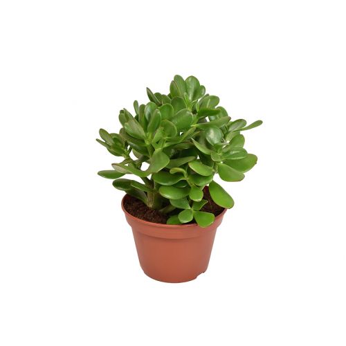Крассула овата - Crassula ovata