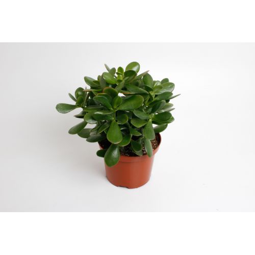 Крассула овата - Crassula ovata