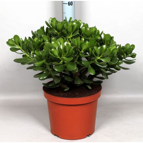 Крассула овата - Crassula ovata