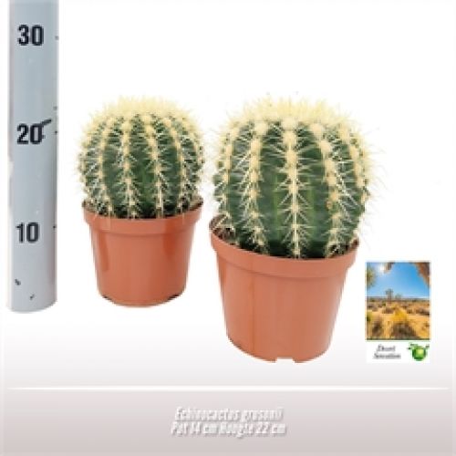 Эхинокактус грузони - Echinocactus grusonii