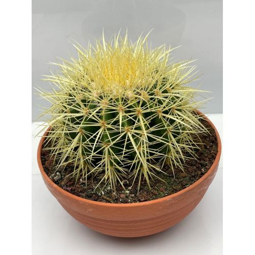 Эхинокактус грузони - Echinocactus grusonii