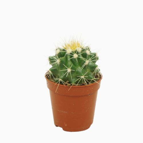 Эхинокактус грузони - Echinocactus grusonii
