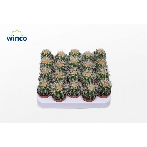 Эхинокактус грузони - Echinocactus grusonii