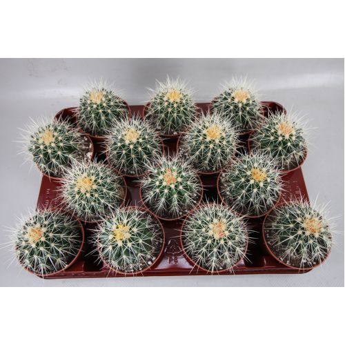 Эхинокактус грузони - Echinocactus grusonii