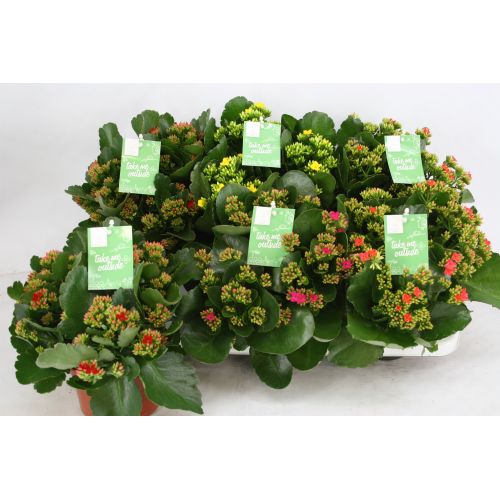 Каланхоэ микс - Kalanchoe mixed