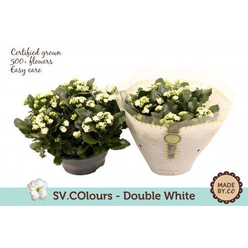 Каланхоэ махровое Менцель - Kalanchoe blossfeldiana double Menzel 