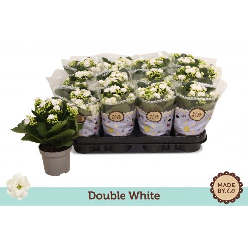 Каланхоэ махровое Менцель - Kalanchoe blossfeldiana double Menzel 