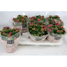 Каланхоэ Каландива махровое фиолетовое - Kalanchoe double Calandiva Purple