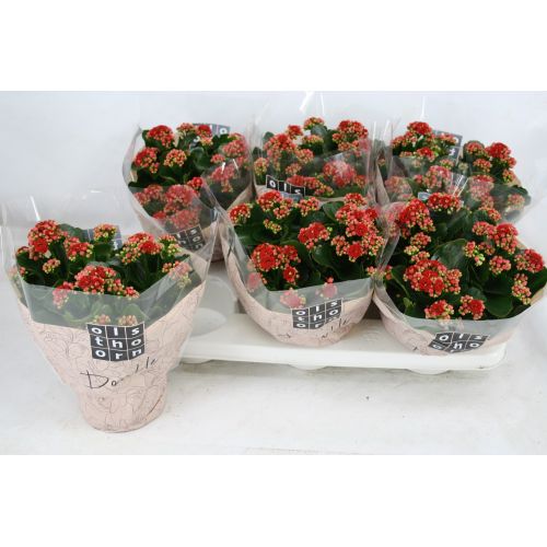 Каланхоэ Каландива махровое Рубио - Kalanchoe double Calandiva Rubio