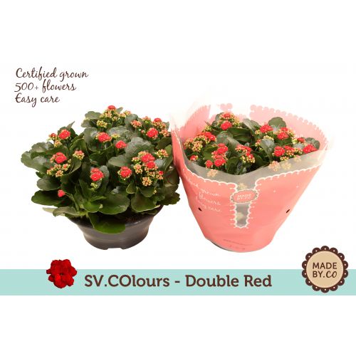 Каланхоэ Каландива махровое Рубио - Kalanchoe double Calandiva Rubio