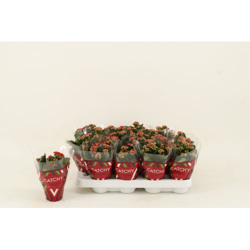 Каланхоэ Каландива махровое Рубио - Kalanchoe double Calandiva Rubio