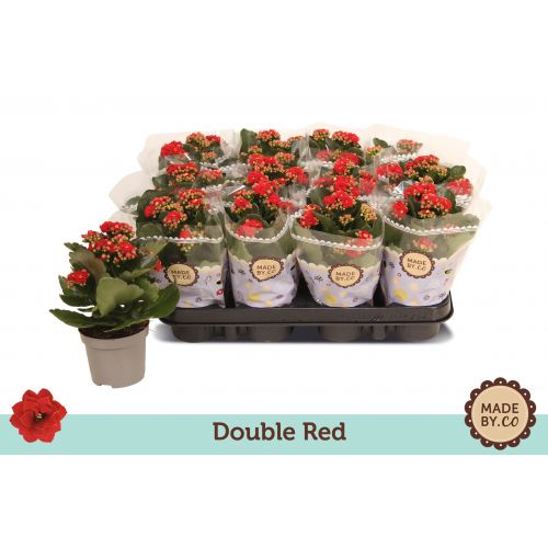 Каланхоэ Каландива махровое Рубио - Kalanchoe double Calandiva Rubio