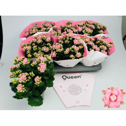 Каланхоэ махровое Лиллиан - Kalanchoe double Lillian